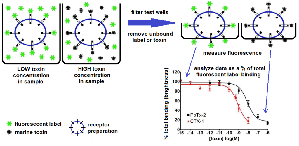 Brevetoxin/Ciguatoxin Receptor Binding Assay Test Kit